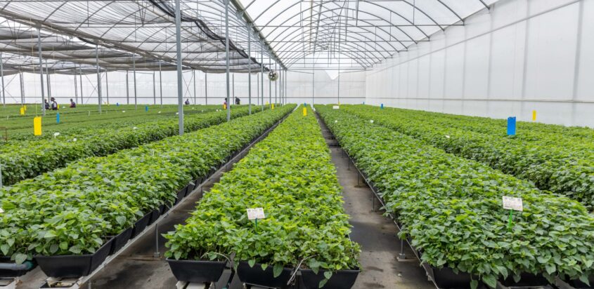 Agriculture and Agribusiness